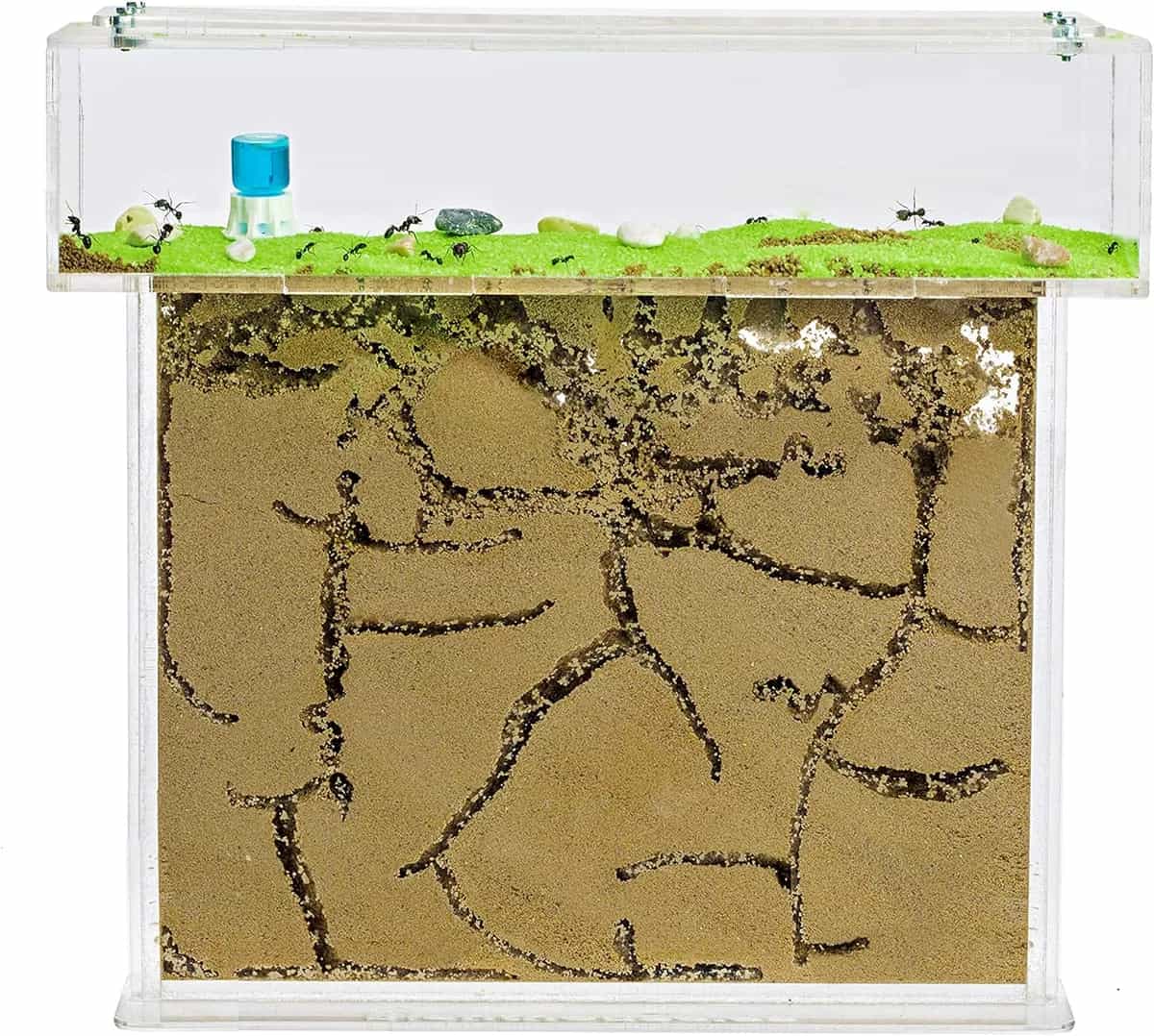 AntHouse - Granja de hormigas de arena natural | Kit Grande T Acrílico 9,84x7,87x0,59 in