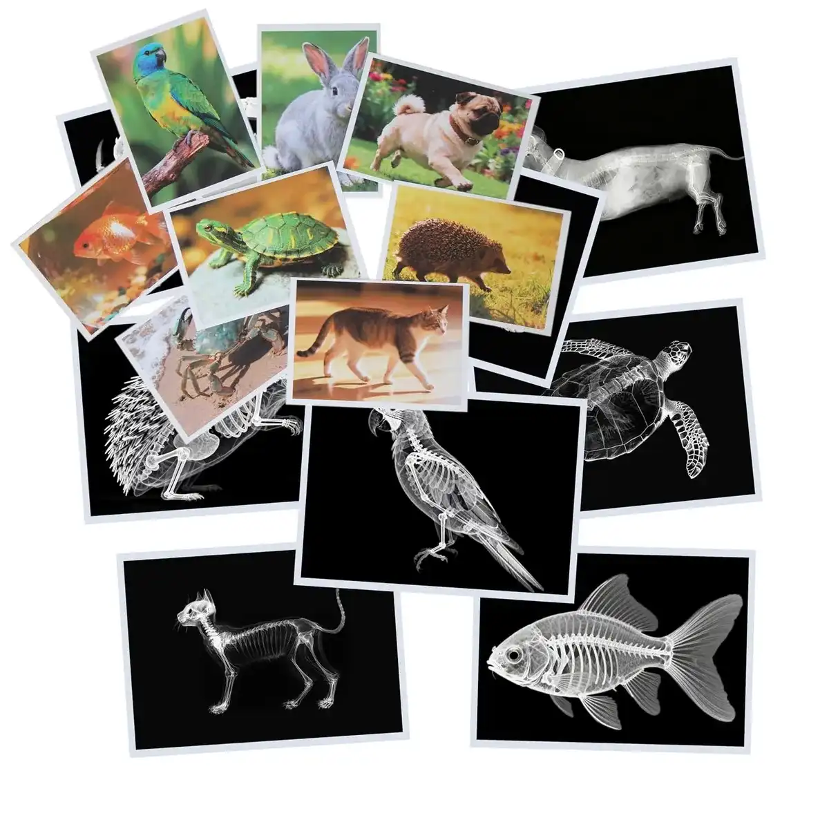 Thematic Animal X-Rays, Set of 16, Simulation Specimen, Science Education Materials for Kindergarten & Preschool, Light Table Accessories, Montessori & Reggio-Inspired (Pets)