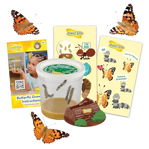 Insect Lore Taza de orugas | 5 orugas vivas para jardín de mariposas | Recambio para kit de mariposa de dama pintada | Calcomanías y registro de crisálida | Actividad de aprendizaje STEM