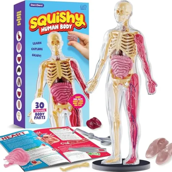 Modelo de cuerpo blando de anatomía humana, kits de ciencia para niños de 4 a 8 años, juguetes STEM para regalo de cumpleaños de niños de 4, 5, 6, 7, 8 años, juguetes educativos de aprendizaje para